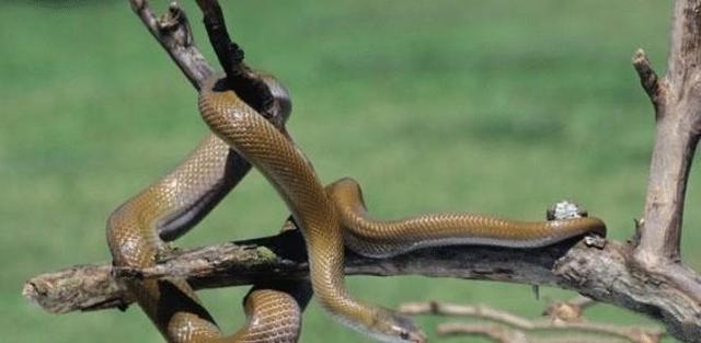 遇到死蛇有什么预兆，梦见死蛇是什么预兆（更别滥捕滥食野生动物）