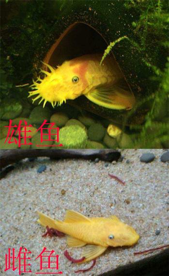 金波子怎么分公母，金波子鱼怎么区分公母（九种常见热带鱼性别区分方法）