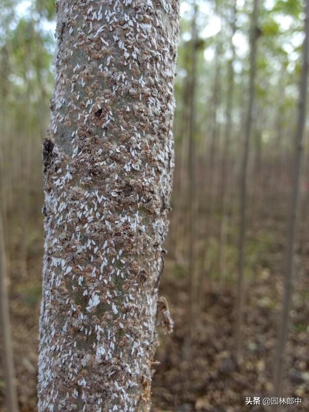 白蜡树种植方法及注意事项，但在种植过程中有几个问题需要特别注意