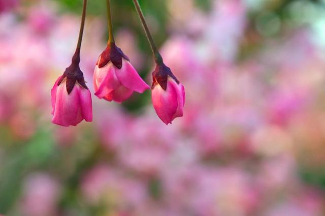 垂丝海棠花语是什么，垂丝海棠的含义（花语～垂丝海棠！）
