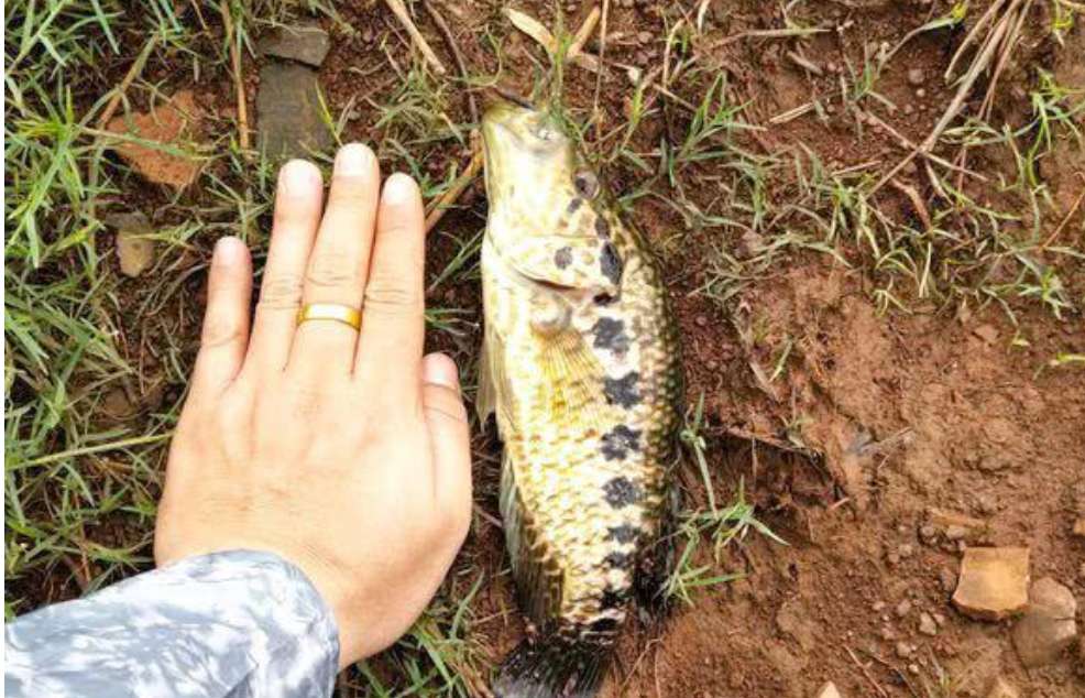 花身副麗魚, 屬鱸形目,麗魚科魚類,它們的別名:淡水石斑魚,花老虎魚