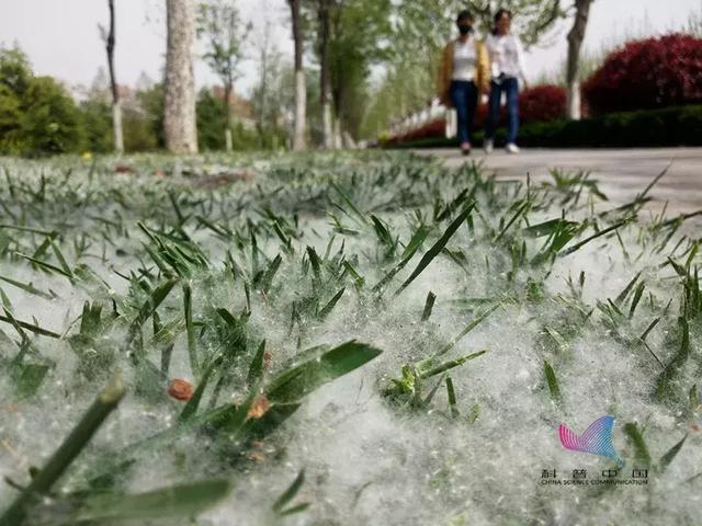 杨柳絮是怎么产生的，杨柳飞絮的絮是什么（杨柳絮这么惹人烦）