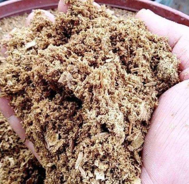 君子兰种子怎么种，君子兰种子种植方法（5个步骤就能长出小苗）