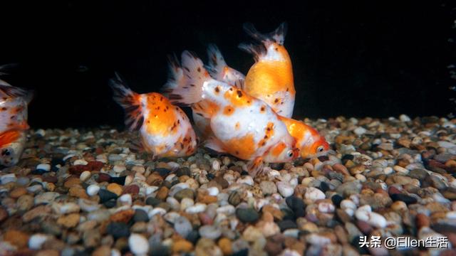 金鱼的图片大全，金鱼图片微信头像（其实他还有着美好的寓意）