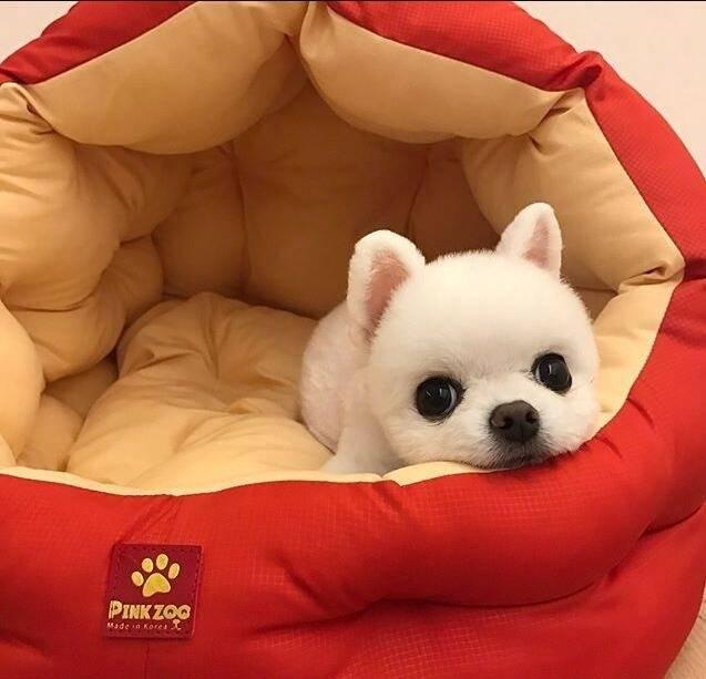 博美狗狗图片，萌萌哒的博美（颜值爆表的小博美）