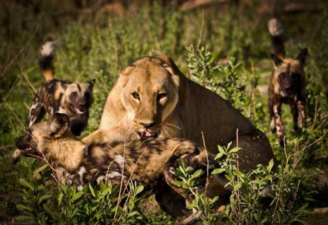 最大的犬科动物，世界上最大的犬科动物是什么（科学论证猫科和犬科谁厉害）