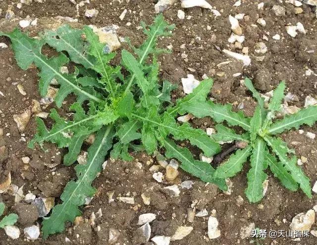 农村这三种常见野菜，第3种有些人却很讨厌