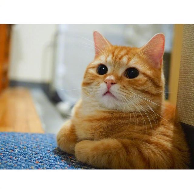 简约漫画头像 橘猫微信，简约漫画头像 橘猫?/希望你能永远都在我身边（，圆乎乎的小肥菊）