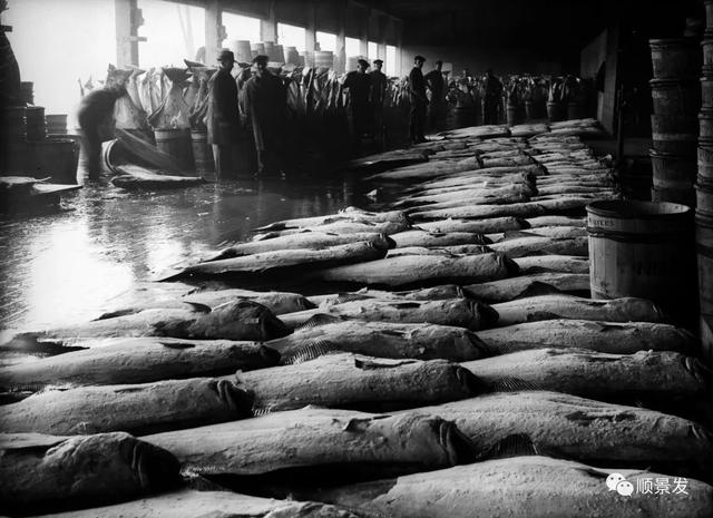 世界上有哪些渔场，世界上有几个渔场（天下“渔仓”——走进世界四大渔场）