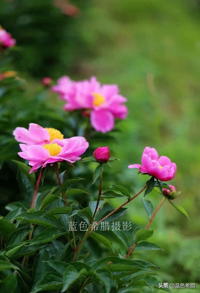 芍药花什么时候开，芍药什么时候开花（实拍13张芍药花照片）