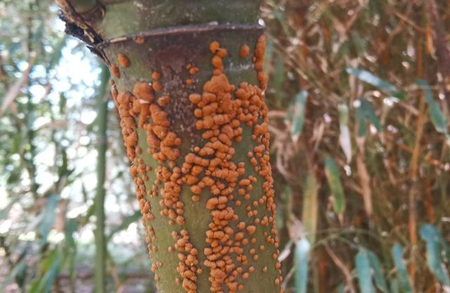 竹子里面的虫子叫什么，竹子上面的虫子（了解竹子常发的“一病两虫”）