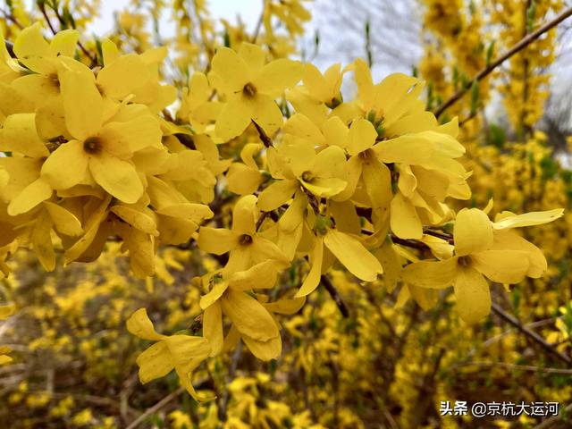 迎春花和连翘花的区别，迎春花和连翘花怎样进行区分（迎春花、连翘分不清楚）