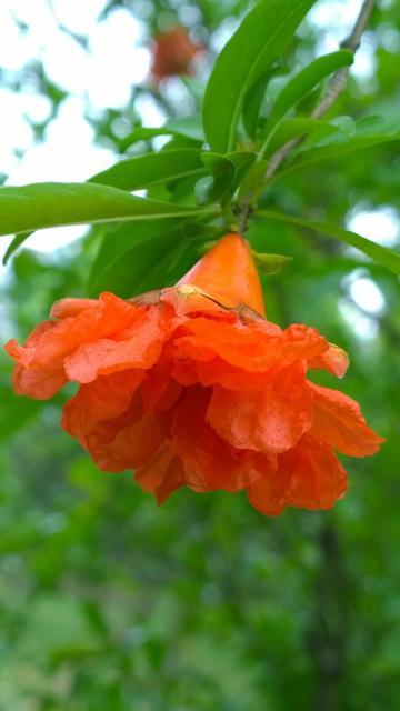 石榴花是什么颜色，石榴花的样子（欣赏旧日时光里活力四射的石榴花）