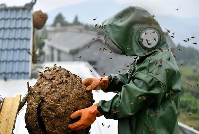 虎头蜂泡酒有什么功效,虎头蜂酒的功效!(浙江男子进山抓蜂不幸身亡)