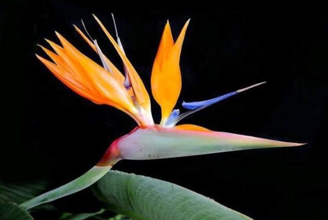 天堂鸟花语，天堂鸟花图片（你知道大自然中这些花的花语吗）