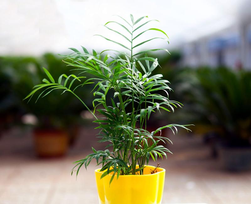 袖珍椰子，袖珍椰子绿油油的（袖珍椰子夏天多久浇一次水）