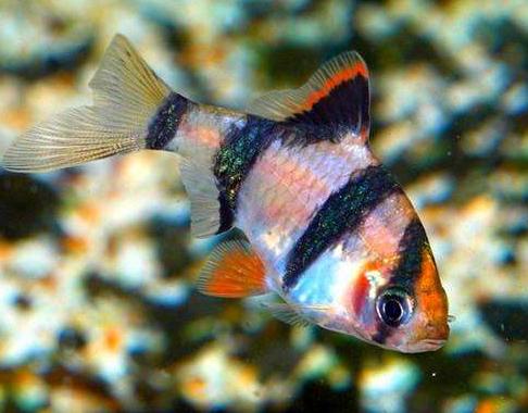 【胡子鱼】黄金大胡子鱼的繁殖简介，黄金大胡子鱼产地（与迷你鹦鹉鱼生活习性相近的）