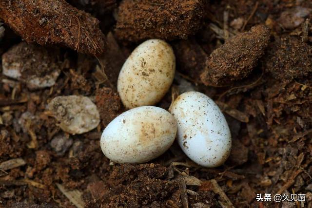 印度蛇为什么是保护动物，印度每年4.59万人死于蛇咬