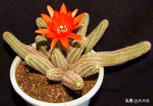 仙人掌的花语,仙人掌的花语与寓意(仙人掌花语及常见开花品种)