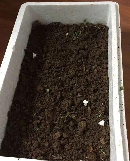 冬天吃什么菜好，冬天吃什么菜最好（下雪天冻不死）