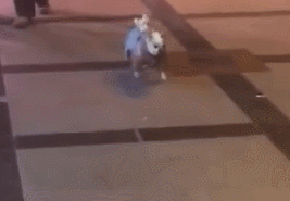 冬天狗在外面能冻死吗，快别说狗不怕冷了