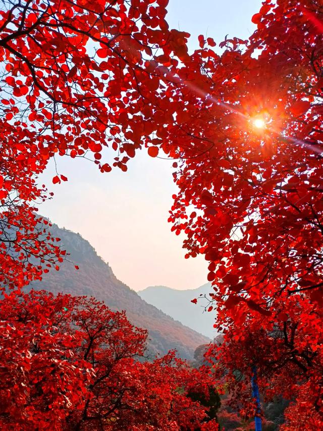 满山红叶似彩霞，阿宝歌曲大全（山东最全赏红叶地图来了）