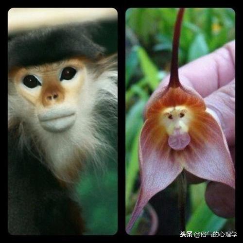 面相分析：何为夫妻相，面相分析图女（夫妻相到底是什么）