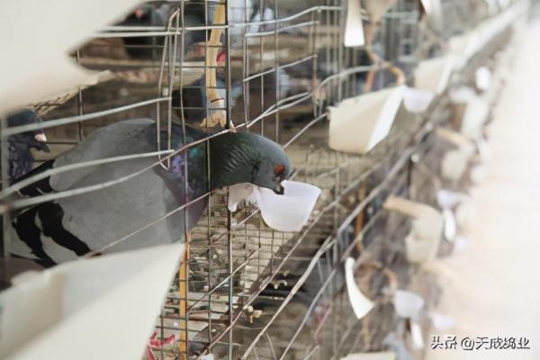 鸽子的养殖方法，鸽子的养殖方法和注意事项（新手养鸽子必看方法）