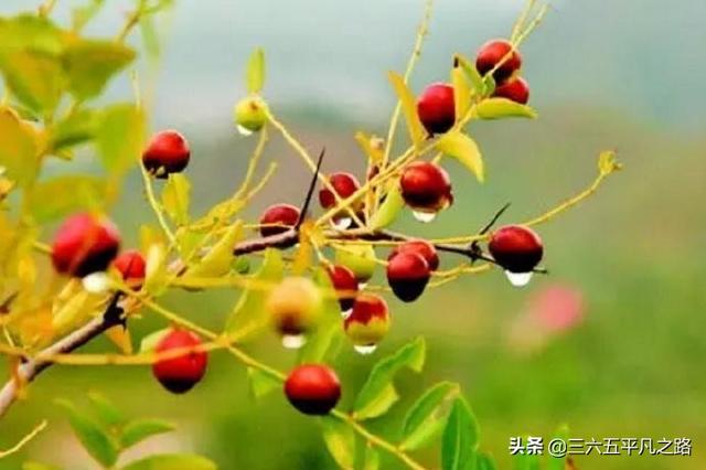野生酸枣的功效与作用及食用，野生酸枣有什么用处（以前无人问津到如今抢着去采摘）