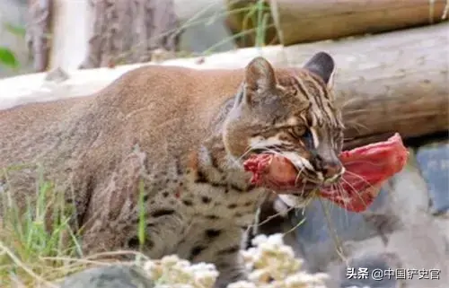 有彪这种动物吗，彪是啥动物啊（能轻松打败老虎）