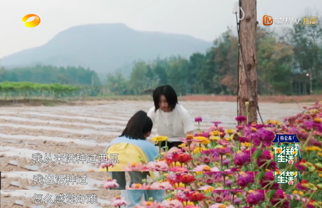 向往的生活开局推到张子枫，张子枫是谁推荐到向往的生活（《向往的生活4》张子枫被疑社恐）