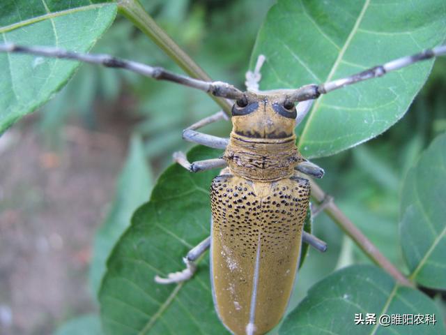 天牛幼虫怎么杀，这个药杀天牛只需2小时