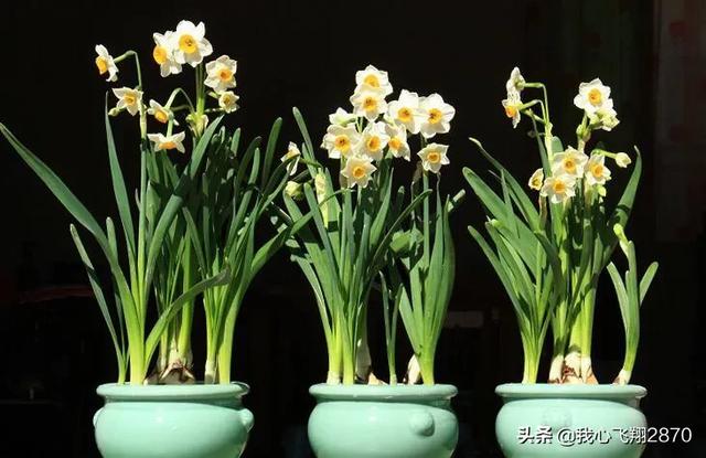 关于水仙花的诗句，水仙花的诗句（欣赏一组赞咏水仙花的诗句）