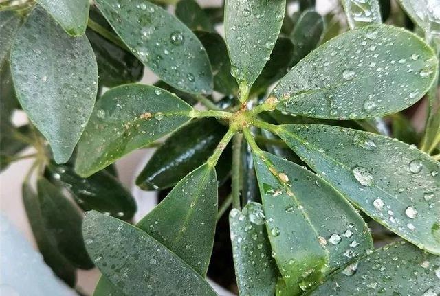 鹅掌柴的作用与功效，鹅掌柴的功效与作用（一养就能养20年）