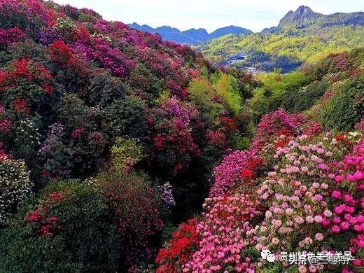 真正的龙眉图片，哪种眉毛是富贵眉毛（贵州旅游攻略之地球上的彩带——花的海洋百里杜鹃）