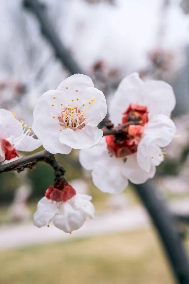 花柄花梗茎的区别，花梗和花茎的区别（一树一树的花花花花花花开）