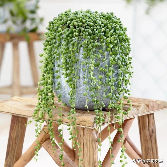 珍珠吊兰的养殖方法和注意事项，珍珠吊兰怎么过冬（每年都能开出芬芳的精致小花）