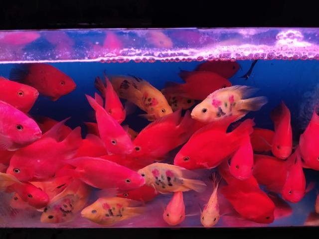 鱼鳍上有白点，鱼鳍上有白点用什么药（观赏鱼不会因为一个小小白点病）