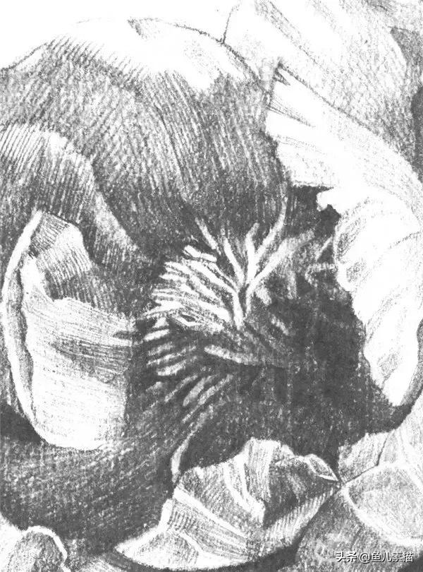 牡丹简笔画的画法，牡丹简笔画的画法图片大全（八步让你速成素描牡丹花）