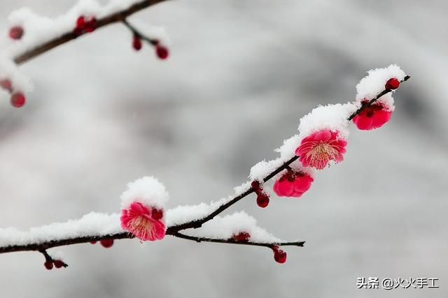 红梅花的寓意是什么，红梅花代表什么象征意义（而我用枯树枝和纸做了一枝梅花）