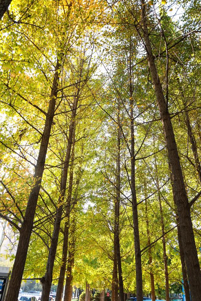 许昌旅游景点有哪些,许昌旅游景点有哪些地方(带你感受专属秋天的浪漫景色) 许昌旅游景点有哪些,许昌旅游景点有哪些地方(带你感受专属秋天的浪漫景色)