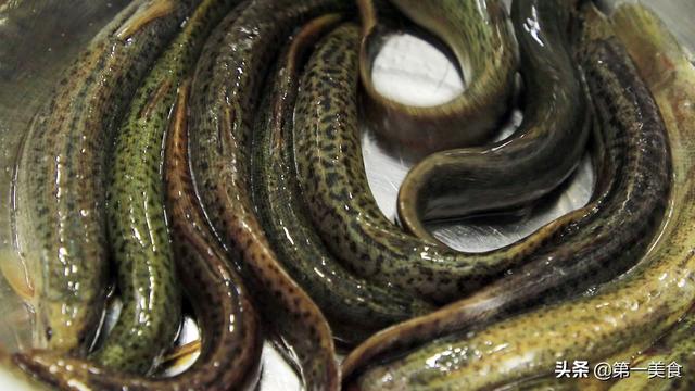 泥鳅怎么做好吃，豆腐烧泥鳅怎么做好吃（补虚养胃一点土腥味都没有）