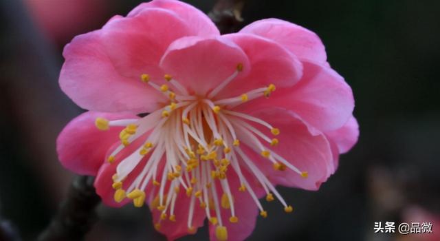 梅花的花期多长时间，梅花花期多久（梅花什么季节开花）