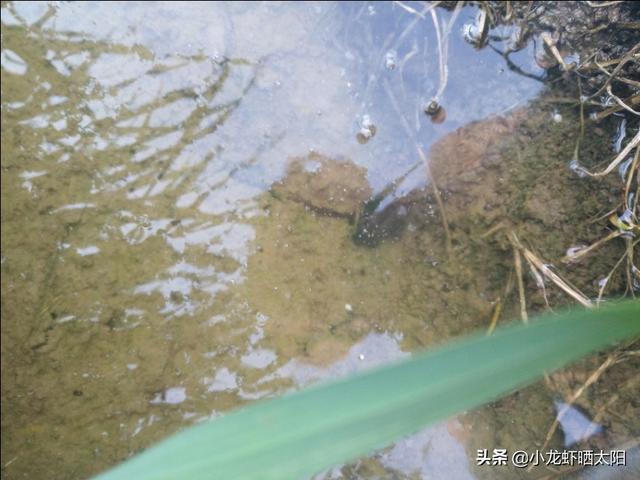 自己在家怎么养小龙虾，自己在家怎么养小龙虾苗（不买任何饲料投喂小龙虾）