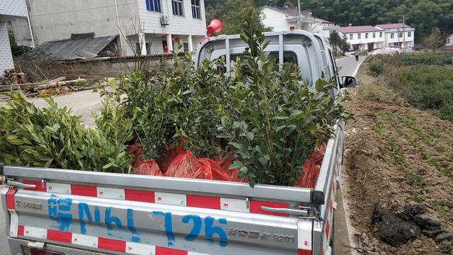 油茶苗价格多少钱一棵，油茶苗多少钱一棵（茶树3毛5一棵油茶树2元一棵）