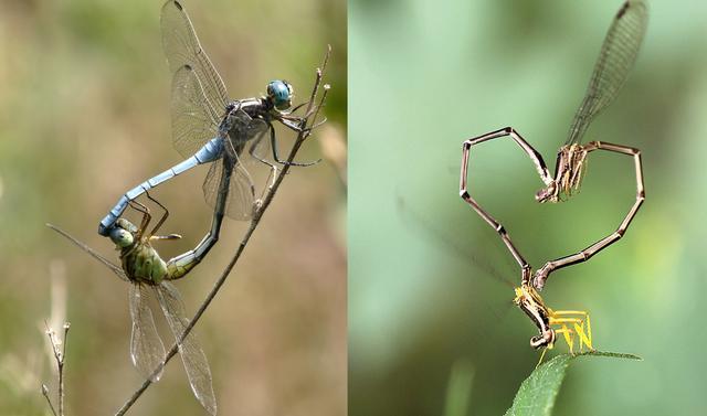 蜻蜓的特点是什么，蜻蜓的特点是什么技能（蜻蜓的特点是什么）