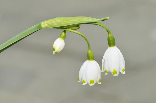 小连翘的花语是什么，小连翘的花语是什么花（请查看您的专属生日花）