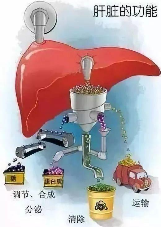 属于永久性细胞的是，属于永久性细胞的是A.神经细胞B.肝细胞C.胰腺细胞D.表皮细胞E.淋巴细胞（听说肝脏的再生能力极强）