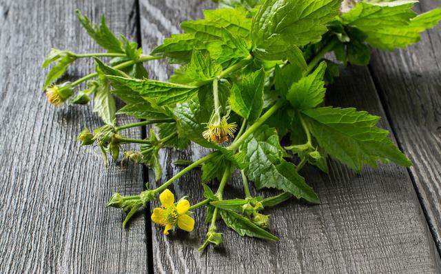艾草能驱蚊子吗，艾草能驱蚊吗（蚊子不喜欢的3种花）