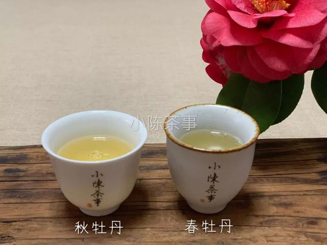 白牡丹茶怎么泡，白牡丹是什么茶（白茶春牡丹和秋牡丹）